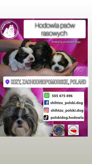 Shih-Tzu zachodniopomorskie