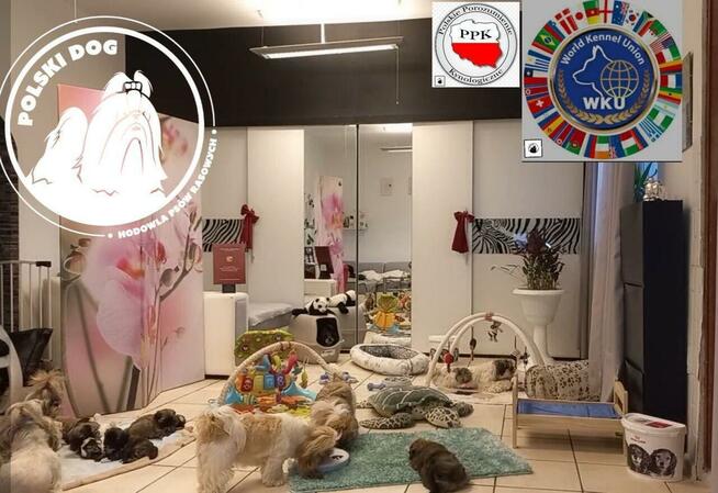 Shih-Tzu zachodniopomorskie