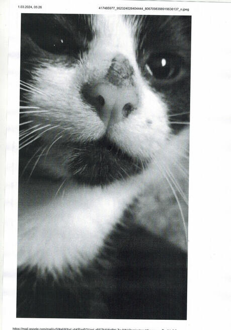 UWAGA!W dn,27/28wtorek zaginął kocurek o im.Piegusek 7m-cy!