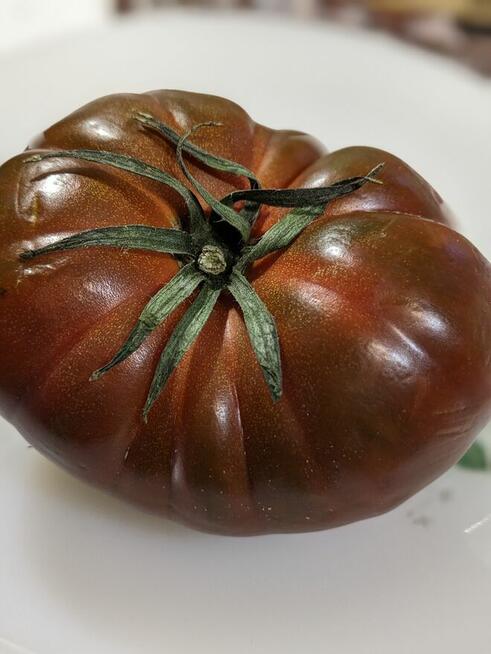 Pomidor ogorek rosyjskie odmiany odporne na zaraze