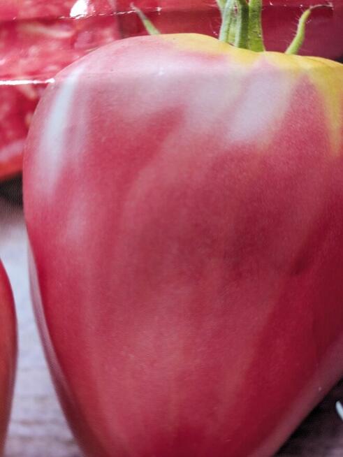 Bób karmazyn czerwony