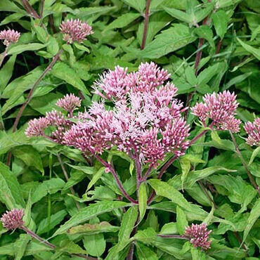 Miechunka Ślaz Goździk brodaty Rudbekia nasiona kwiat ziola