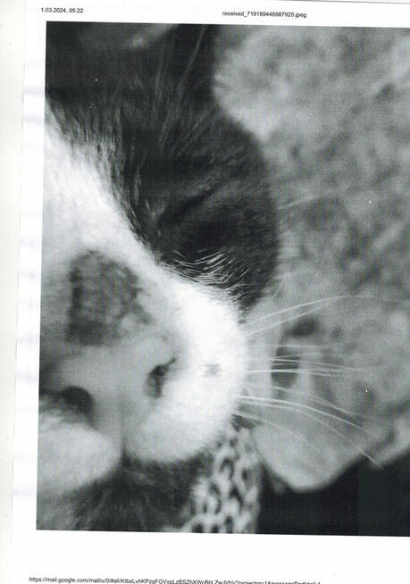 POMOCY!W dn.27/28 luty zaginął czarno -biały kocur 7-8 m-cy