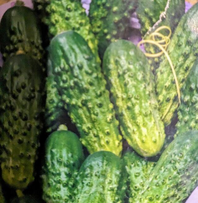 Bób karmazyn czerwony