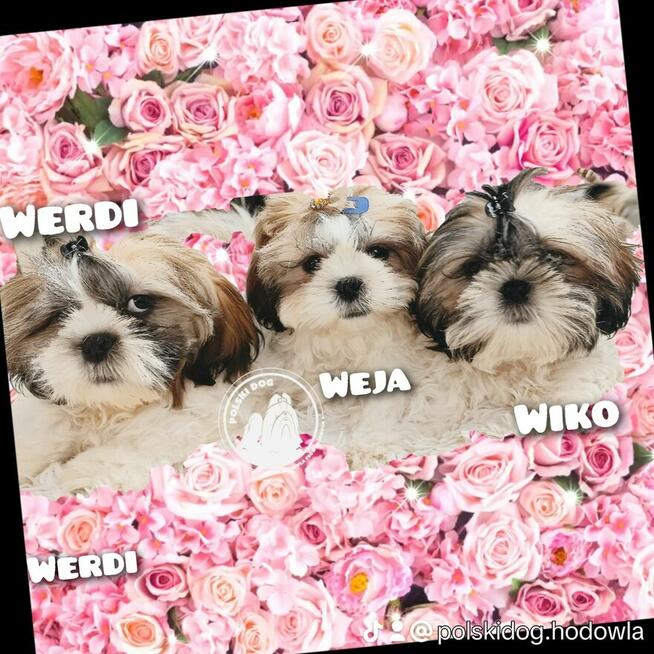 Shih-Tzu zachodniopomorskie