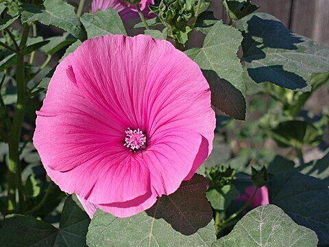 Miechunka Ślaz Goździk brodaty Rudbekia nasiona kwiat ziola