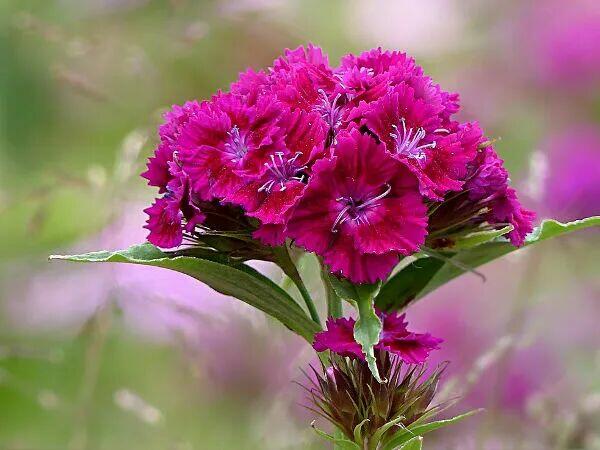 Pomidor Malinowy gigant Babcina Malinówka do kolekcji