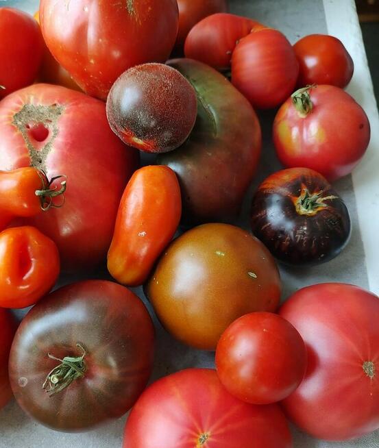 Papryczka słodka kolorowa Sweetbites