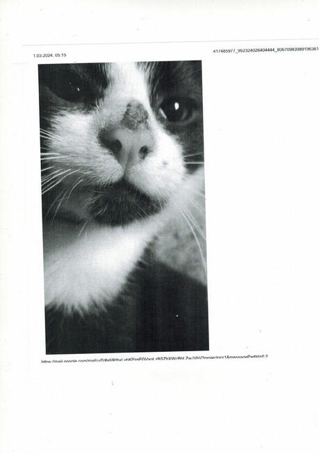 UWAGA!W dn,27/28wtorek zaginął kocurek o im.Piegusek 7m-cy!