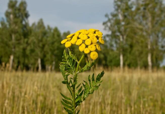Pomidor Malinowy gigant Babcina Malinówka do kolekcji