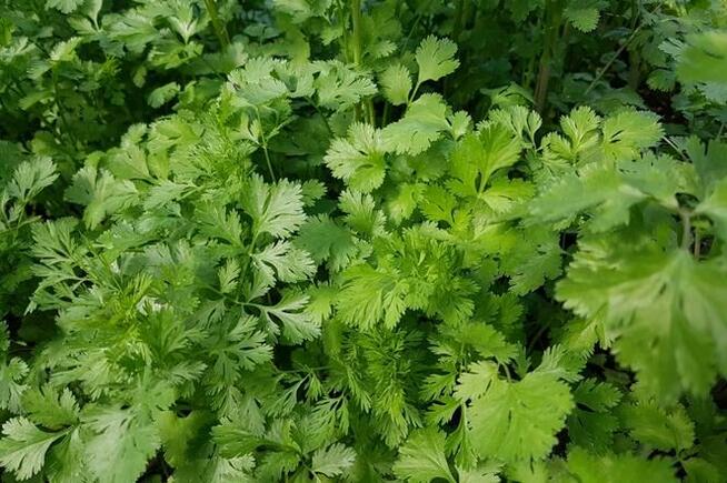 Papryczka słodka kolorowa Sweetbites