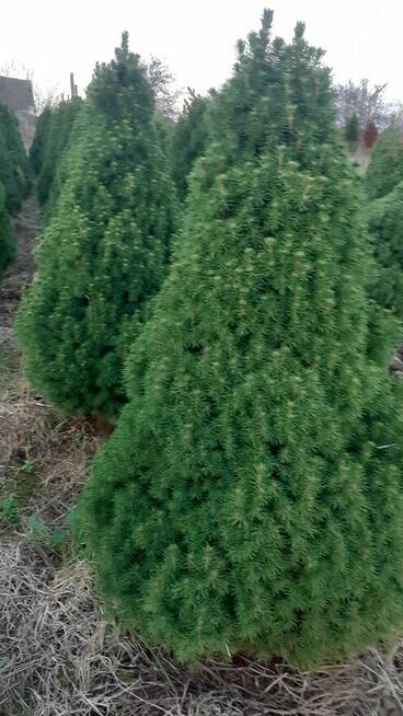 sprzedam świerki conica