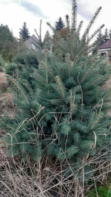 sprzedam świerki srebrne