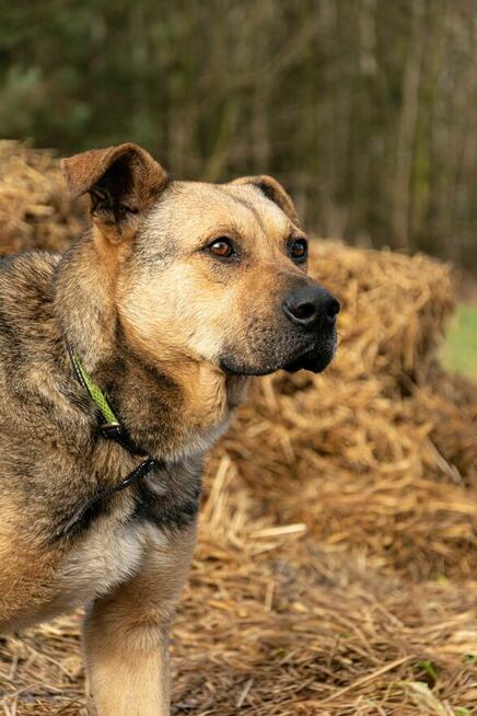 Porzucony, młody JUNAK w typie TTB szuka domu !!