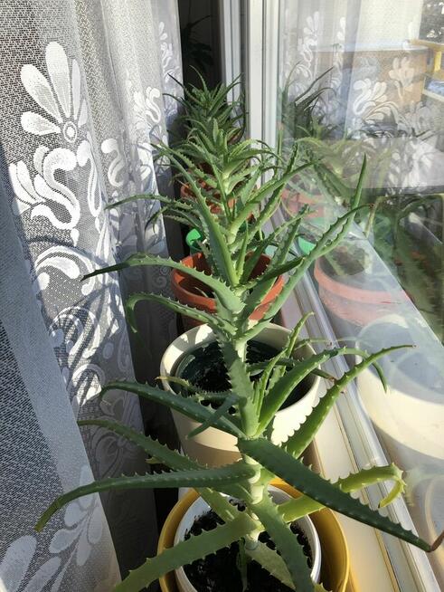 Aloes leczniczy drzewiasty, 50 zł