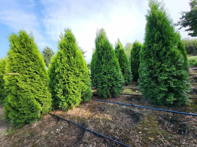Tuja/Tuje szmaragd 160-180cm, Transport Sadzenie Gwarancja
