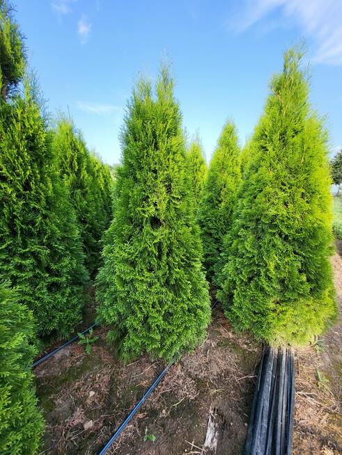 Tuja/Tuje szmaragd 160-180cm, Transport Sadzenie Gwarancja