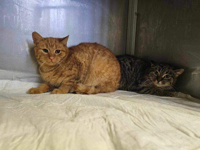 Alarm!! blagam o dom dla tych maluchów i ich mamy, DT u Magdy