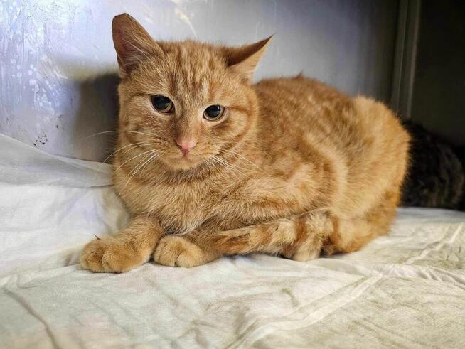 Alarm!! blagam o dom dla tych maluchów i ich mamy, DT u Magdy