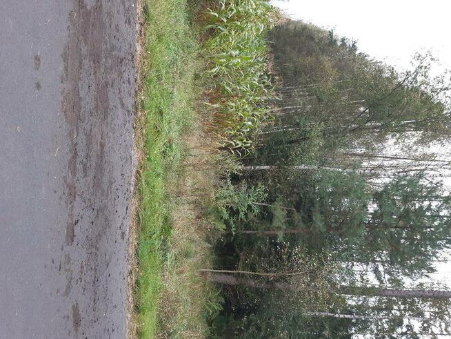 Działka leśna na rekreację w Grabinie w gminie Zadzim