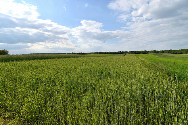 Działka rolno budowlana na sprzedaż