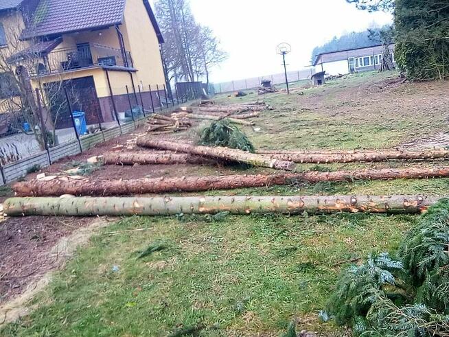 Żerdzie, świerkowe zdrowe dł. 8m gr. dołem 25-30 cm szt. 20