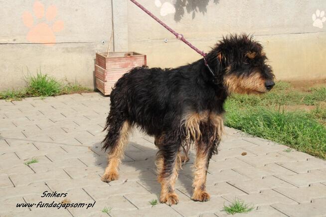 Snikers- Szuka wymarzonego domu!