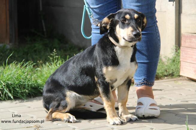 Lima- Urocza sunia szuka kochającego domu!