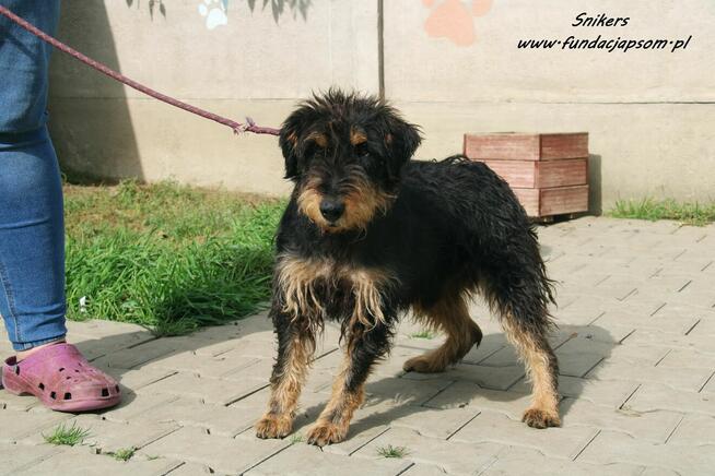 Snikers- Szuka wymarzonego domu!