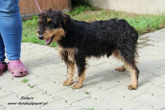 Snikers- Szuka wymarzonego domu!