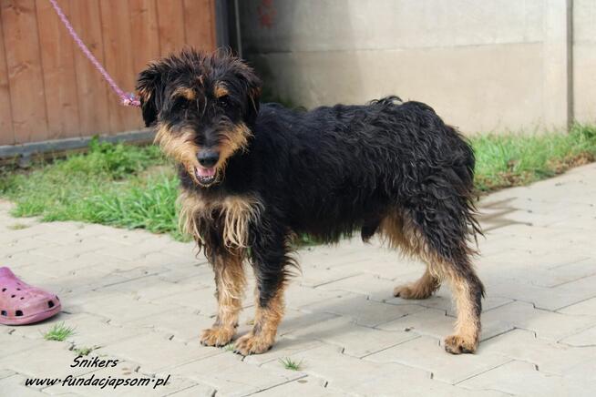 Snikers- Szuka wymarzonego domu!