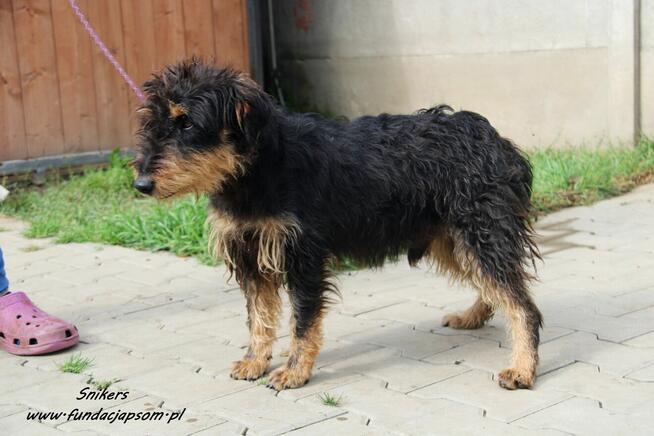 Snikers- Szuka wymarzonego domu!