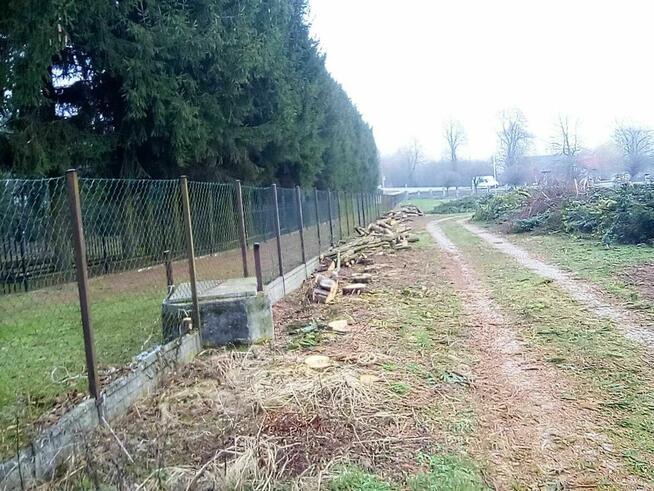 Drzewo opałowe świerkowe zdrowe, grubość pni 15-50 cm- 15m3