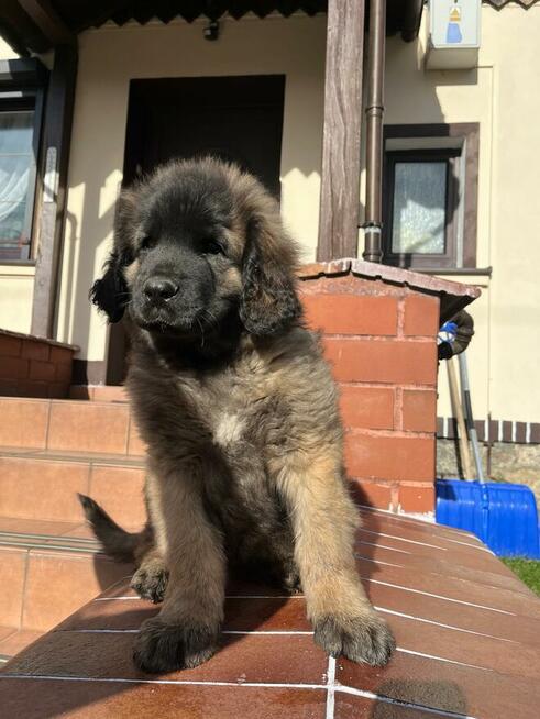 Leonberger