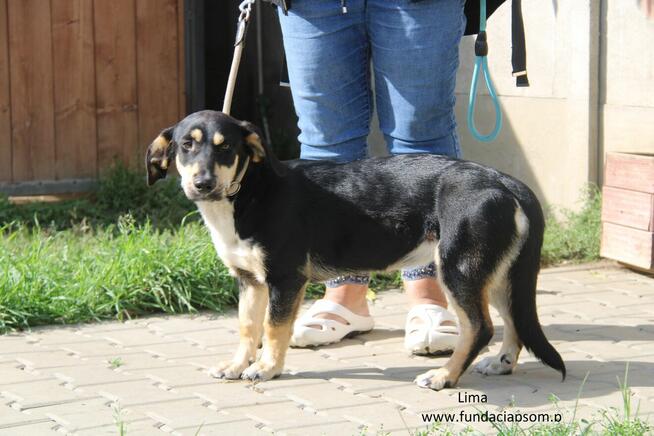 Lima- Urocza sunia szuka kochającego domu!