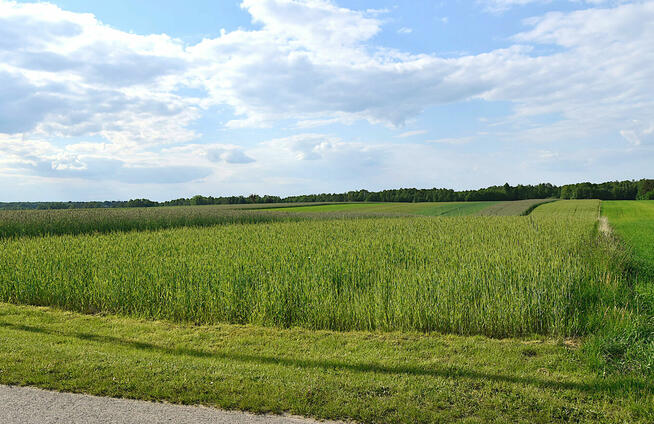 Działka rolno budowlana na sprzedaż