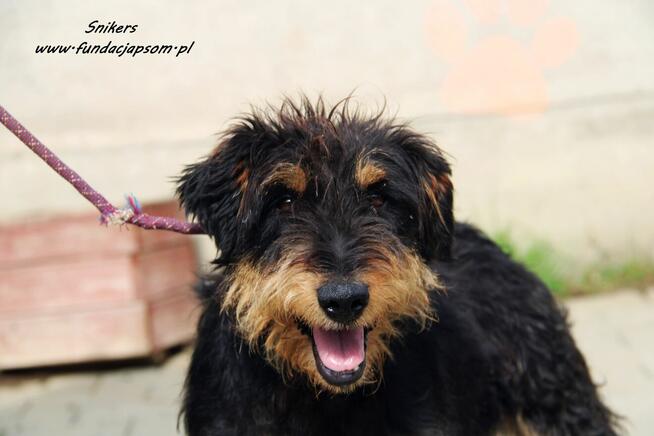 Snikers- Szuka wymarzonego domu!