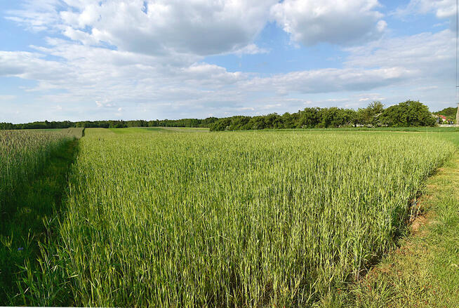 Działka rolno budowlana na sprzedaż