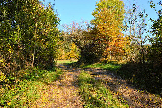 Działki pod zabudowę z prywatnym lasem.