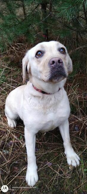 Lilka ok 2 let.labradorka czeka na adopcję Bełchatów