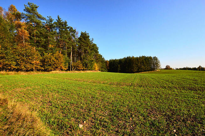 Działki pod zabudowę z prywatnym lasem.