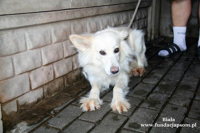 Biała- nieśmiała suczka poleca się do adopcji!