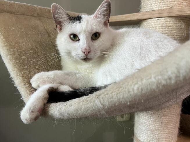 Kochana, spokojna SAYKO szuka dobrego domu/Poznań