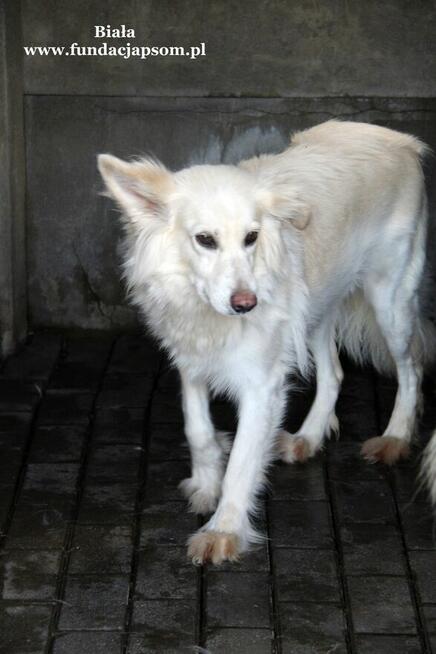 Biała- nieśmiała suczka poleca się do adopcji!