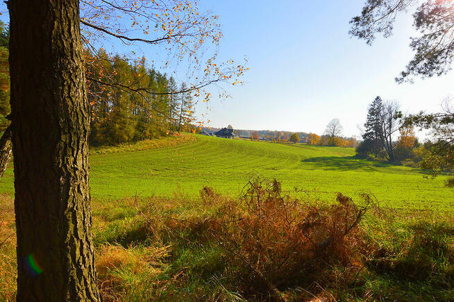 Działki pod zabudowę z prywatnym lasem.