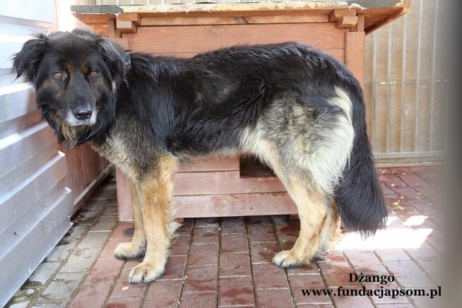 Dżango- Rozgląda się za kochającym domkiem!