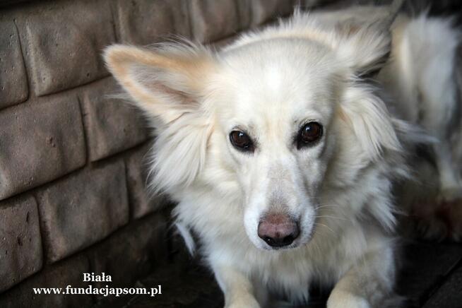 Biała- nieśmiała suczka poleca się do adopcji!