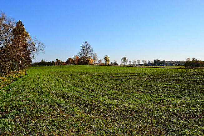 Działki pod zabudowę z prywatnym lasem.