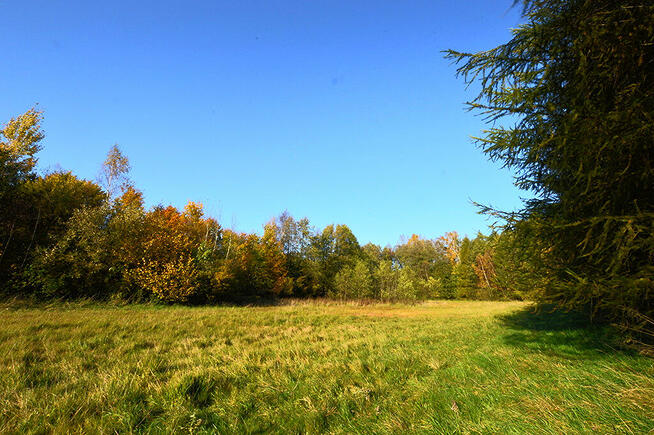 Działki pod zabudowę z prywatnym lasem.