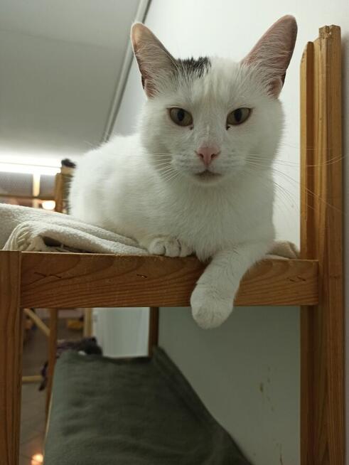 Kochana, spokojna SAYKO szuka dobrego domu/Poznań